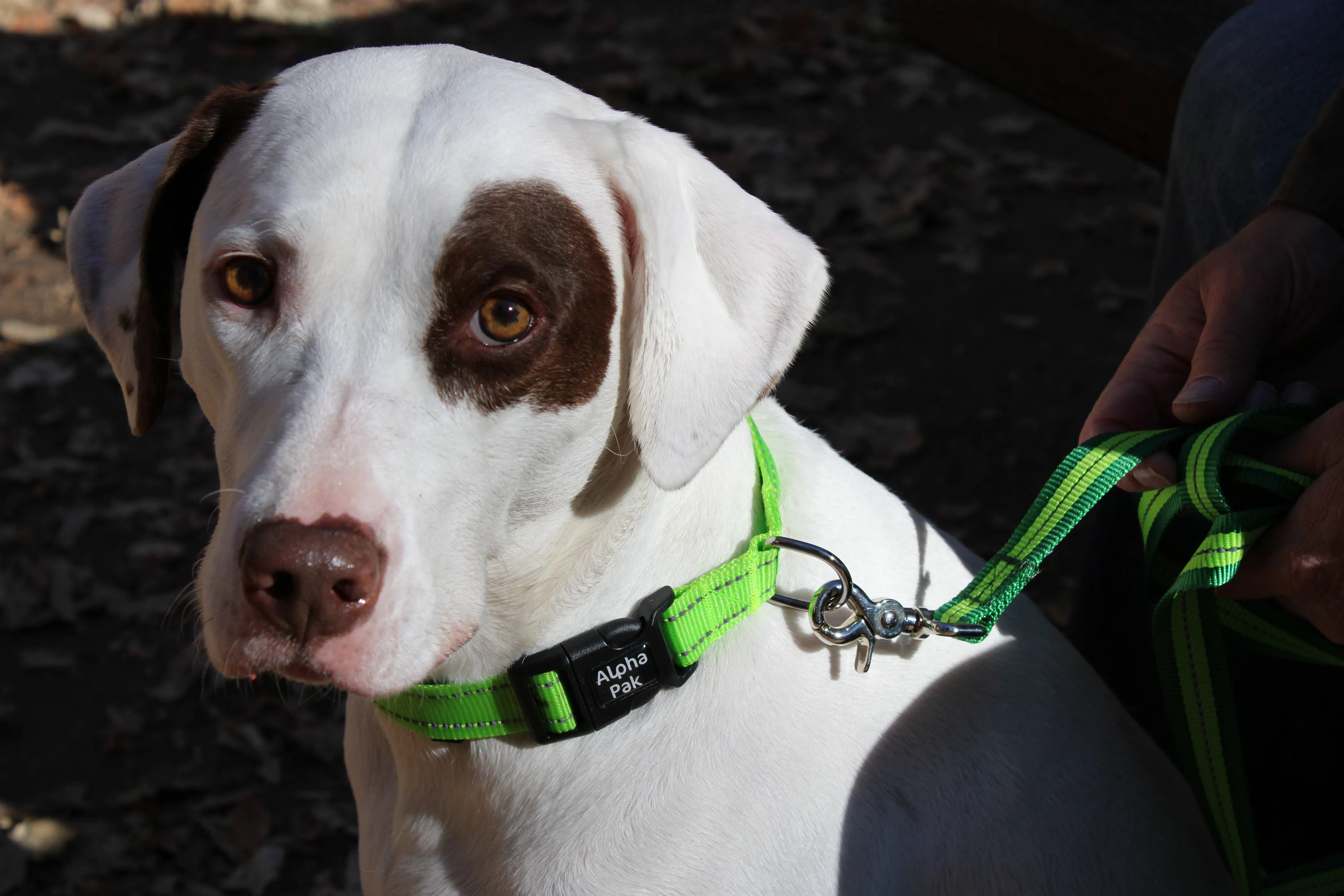 Appalachian Kiwi Green Flat Dog Leash - Wholesale